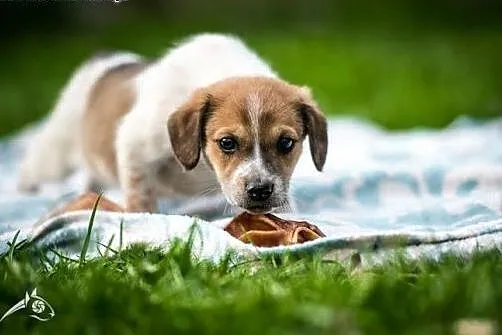 Fajniusi i cudaczny - szczeniak do adopcji,  mazowieckie Warszawa