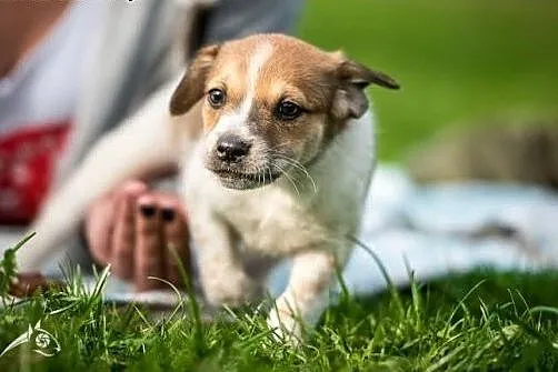 Fajniusi i cudaczny - szczeniak do adopcji,  mazow