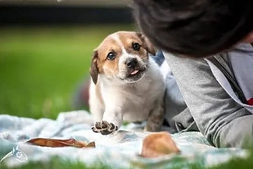 Fajniusi i cudaczny - szczeniak do adopcji,  mazow