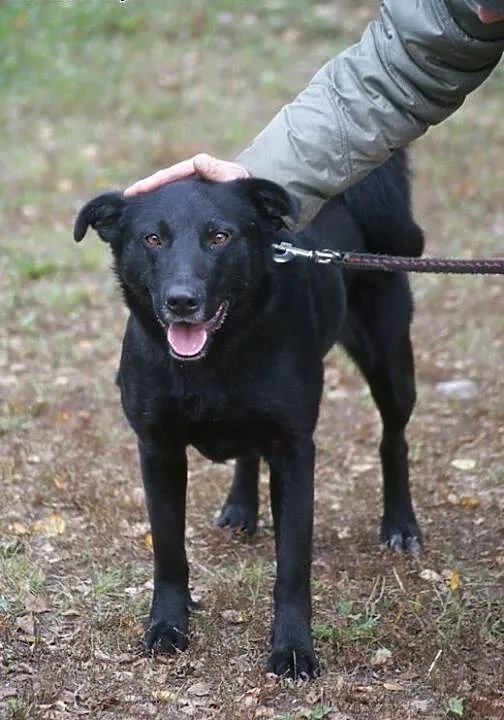 Czarna w type labradora aktualne , Labrador retri