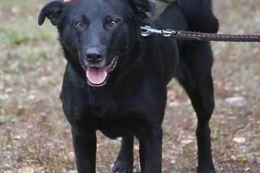 Czarna w type labradora aktualne ,  Labrador retri