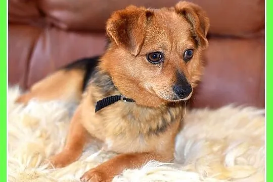 Mały 5 kg, sympatyczny, łagodny, grzeczny piesek ELVIS_Adopcja