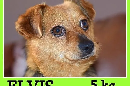 Mały 5 kg, sympatyczny, łagodny, grzeczny piesek E