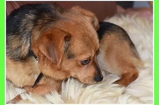 Mały 5 kg, sympatyczny, łagodny, grzeczny piesek E