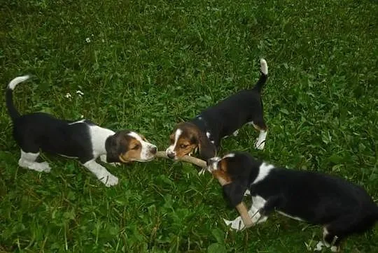 Beagle tricolor słodkie szczeniaczki