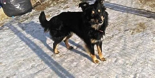 Melułka poleca się do adopcji., świętokrzyskie Sa