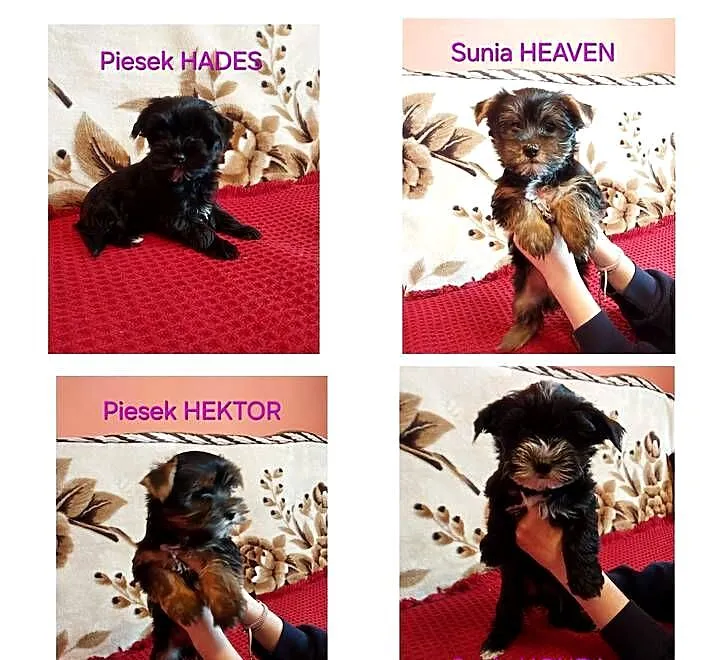Yorkshire terrier szczeniaczki, Małopolskie, Łobzów