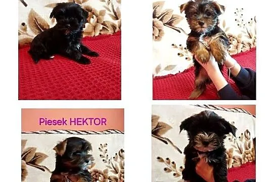Yorkshire terrier szczeniaczki, Małopolskie, Łobzów