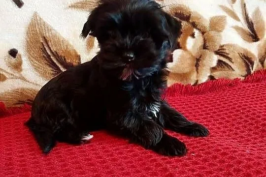 Yorkshire terrier szczeniaczki, Małopolskie, Łobzów