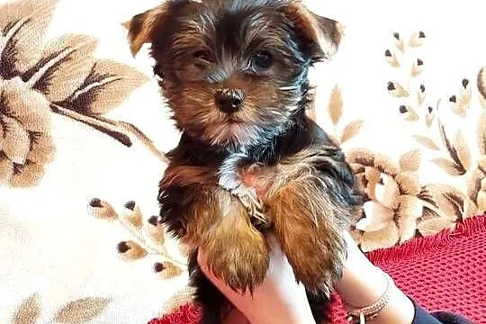 Yorkshire terrier szczeniaczki, Małopolskie, Łobzów