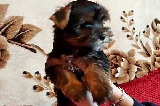 Yorkshire terrier szczeniaczki, Małopolskie, Łobzów
