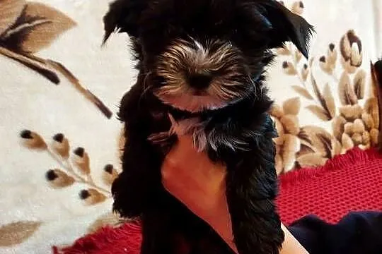 Yorkshire terrier szczeniaczki, Małopolskie, Łobzów