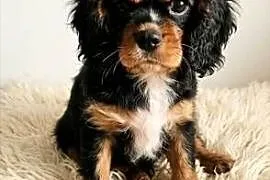 Cavalier king charls spaniel