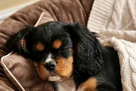 Cavalier king charls spaniel, Mazowieckie, Wolica