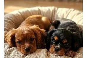 Cavalier king charls spaniel, Mazowieckie, Wolica