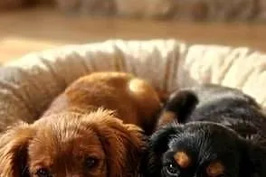 Cavalier king charls spaniel, Mazowieckie, Wolica