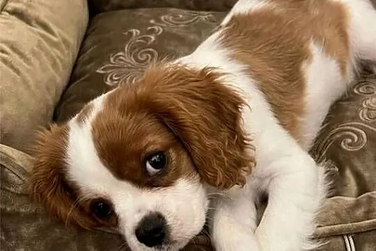 Cavalier king charls spaniel, Mazowieckie, Wolica