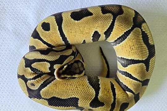 Wąż pyton królewski, python regius samica