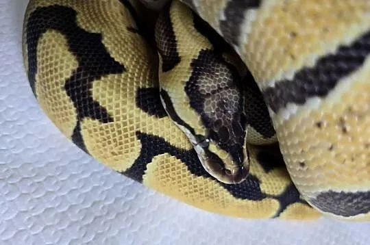 Wąż pyton królewski, python regius samica, Dolnośląskie, Wrocław