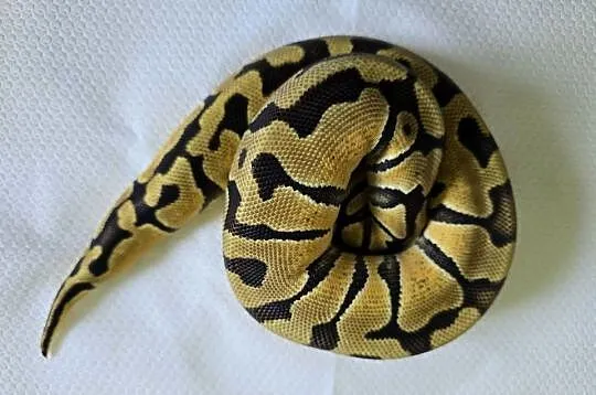 Wąż pyton królewski, python regius samica, Dolnośląskie, Wrocław