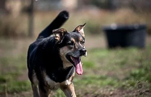 BERCIK - i będziesz miał przyjaciela! Mądry, karny