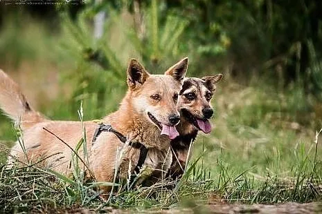 DUET DOSKONAŁY! Dwie przekochane,cudowne sunie z u