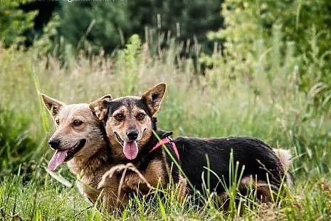 DUET DOSKONAŁY! Dwie przekochane,cudowne sunie z u