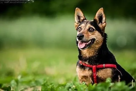 DUET DOSKONAŁY! Dwie przekochane,cudowne sunie z u