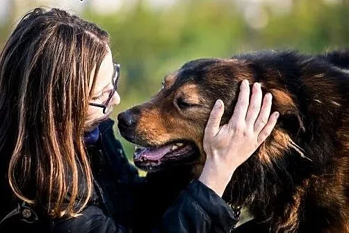 BROOKLYN - cudowny pies szuka domu,  lubelskie Lub