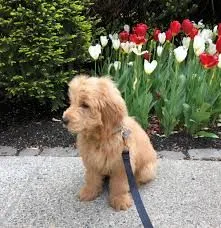 Zdrowe i urocze szczenięta Goldendoodle gotowe do adopcji., Świętokrzyskie, Ostrowiec Świętokrzyski