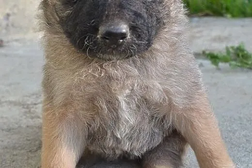 Małe pieski, szczeniaki, kundelki szukają domu!,  