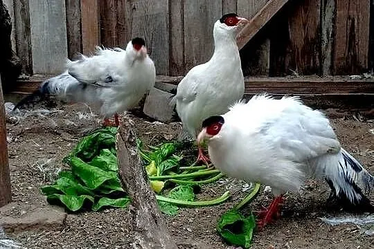 Uszaki białe dorosłe, Pomorskie, Brusy