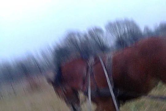 Sprzedam klacz zimnokrwistą wiek 22miesiące