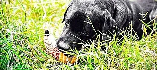 Grand-piękny,czarny labrador szuka domu, Labrador
