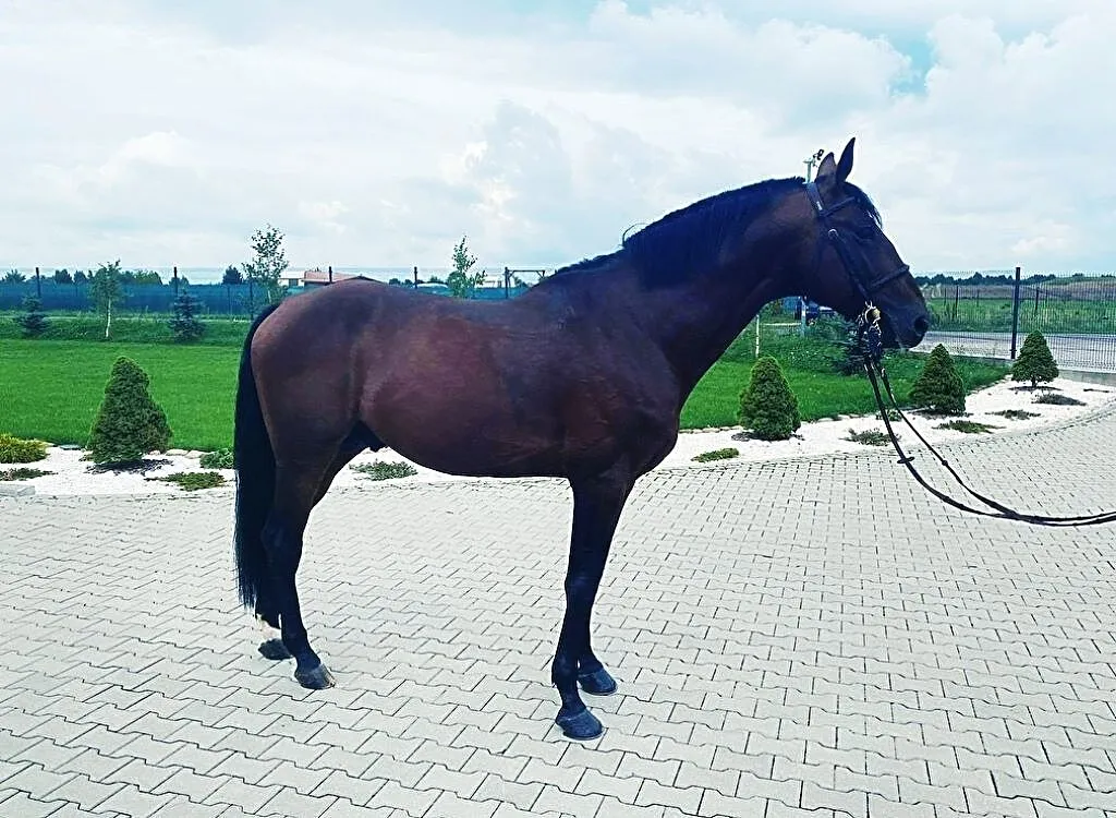 6 letni ogier linia Baloubet du Ruet, ,
