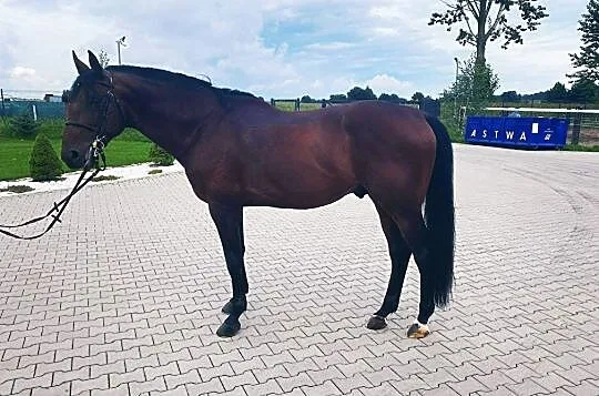 6 letni ogier linia Baloubet du Ruet, , 