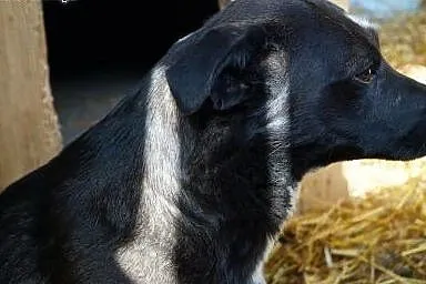 Wesoła, bezkonfliktowa do psów i kotów Lusia, koch