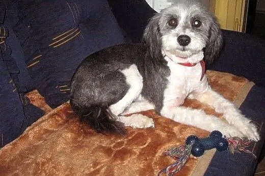 DOLLY-młoda piekna sunia,adopcja!!,  świętokrzyskie Kielce