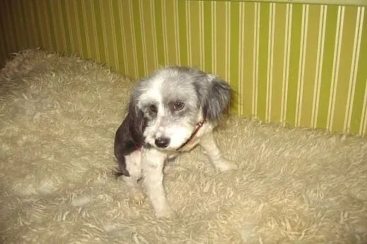 DOLLY-młoda piekna sunia,adopcja!!,  świętokrzyski