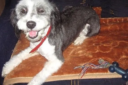 DOLLY-młoda piekna sunia,adopcja!!,  świętokrzyski