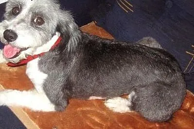 DOLLY-młoda piekna sunia,adopcja!!,  świętokrzyski