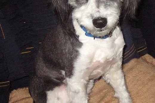 DOLLY-młoda piekna sunia,adopcja!!,  świętokrzyski