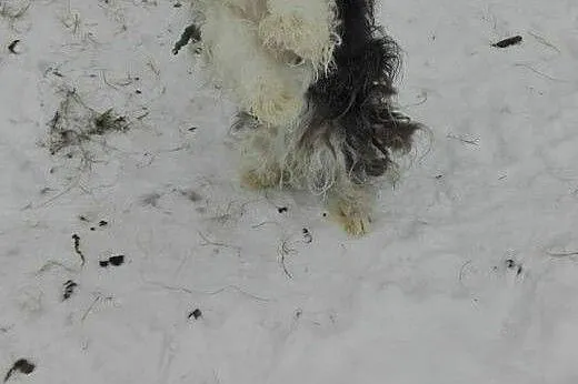 DOLLY-młoda piekna sunia,adopcja!!,  świętokrzyski