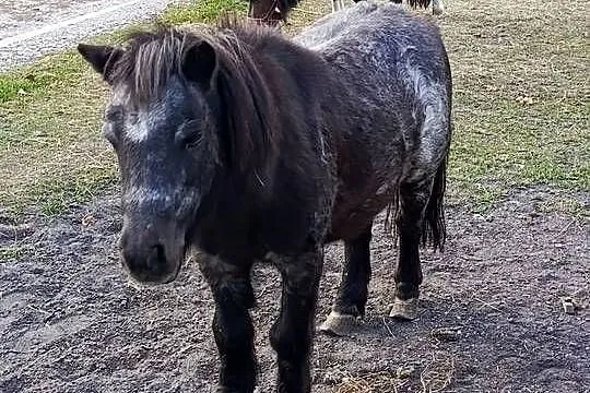 Sprzedam kucyki