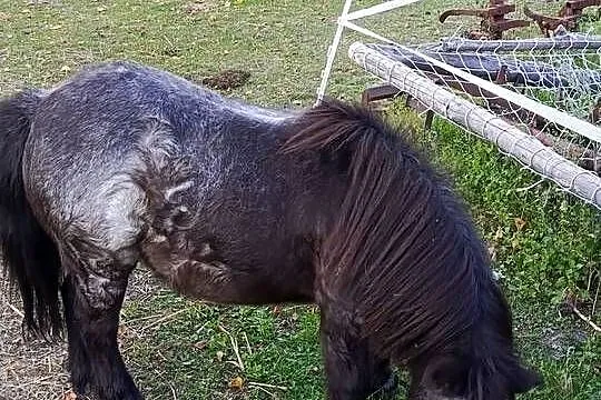 Sprzedam kucyki, Lubelskie, Żyłki