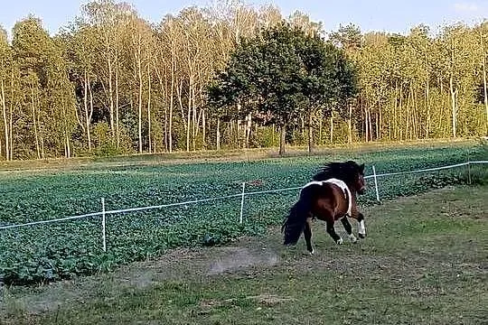 Sprzedam kucyki, Lubelskie, Żyłki
