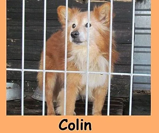 Colin - rudy lisek do kochania, dolnośląskie Wroc