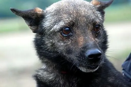 Cypisek, niewielki, kochany psiak ADOPCJA,  małopolskie Kraków