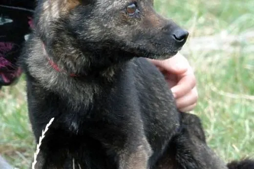 Cypisek, niewielki, kochany psiak ADOPCJA,  małopo