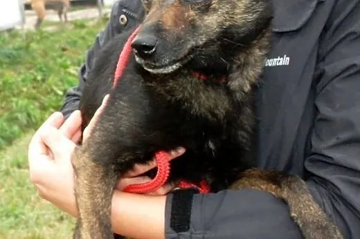 Cypisek, niewielki, kochany psiak ADOPCJA,  małopo